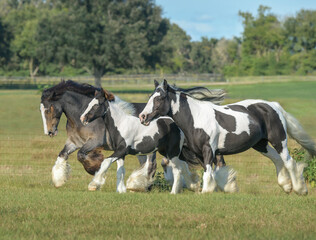 adult female Gypsy Vanner horse mares  run in grasss field with foals baby
