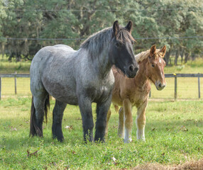 Fototapeta premium Rare Ardennes draft horse filly and weanling foal sibling