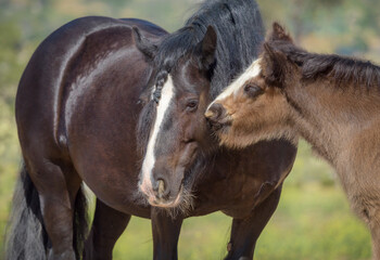 Gypsy Vanner Horse colt foal nuzzles adult female  mares cheek