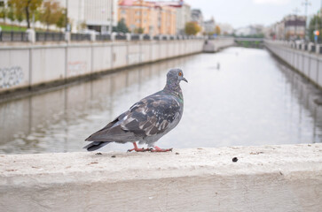 Pigeon standing on concrete ledge beside canal in urban setting. Iridescent feathers and calm water contrast with city infrastructure and greenery