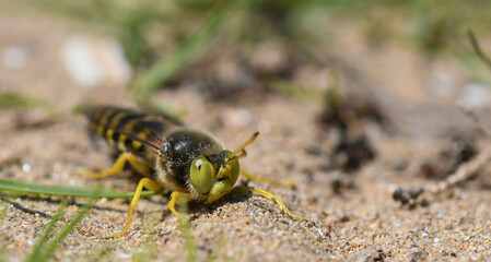 Closeup of a dune wasp (Bembix rostrata)