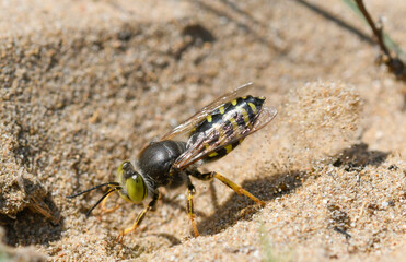 Closeup of a dune wasp (Bembix rostrata) digging in the sand