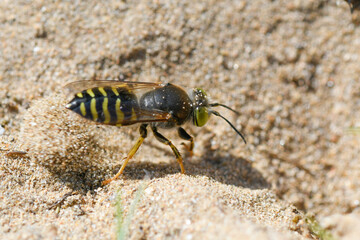 Closeup of a dune wasp (Bembix rostrata) digging in the sand