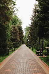 photo of an alley with trees in a park