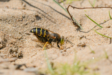 Close-up of a dune wasp (Bembix rostrata) carrying prey to its nest under the sand