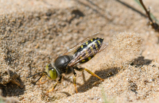 Closeup of a dune wasp (Bembix rostrata) digging in the sand