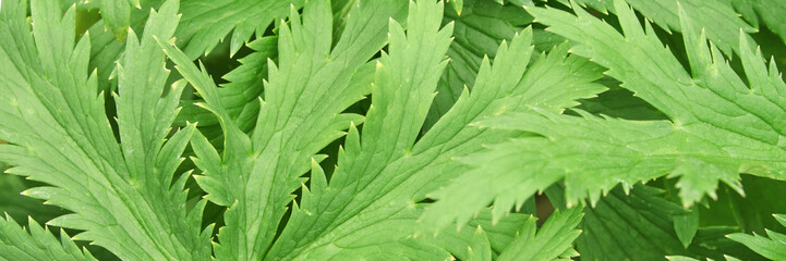 Close-up of vibrant green fern leaves with detailed texture and intricate patterns in natural light.