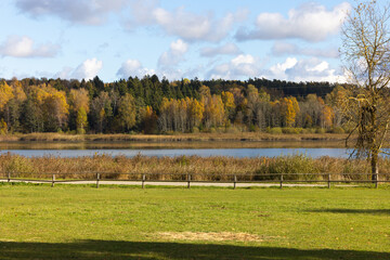 Obraz premium Golden Autumn Forest on a Sunny Day