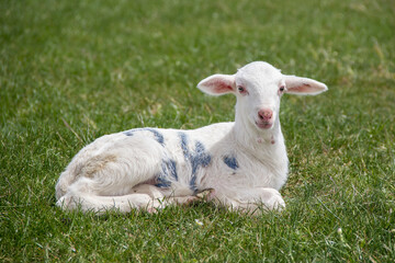 Obraz premium Retrato de cordero de raza manchega en el pasto mirando a cámara