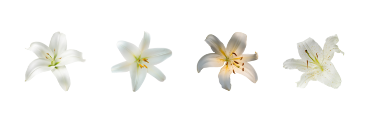 Lily Flowers Set. Elegant Floral Arrangement Collection Isolated On Transparent Background