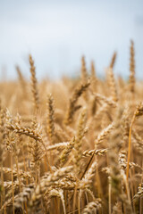 Soft focus view of ripe golden wheat spikes under blue summer sky in agricultural field