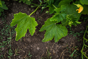 Young pumpkin plant with green leaves and yellow flower growing in soil garden