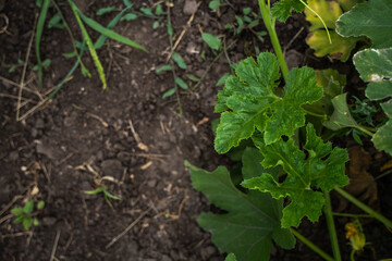 Green pumpkin leaves growing in farm soil during summer season close-up view
