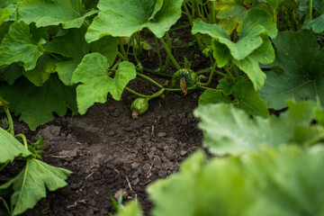 Small green pumpkins growing on vine among large leaves in garden soil