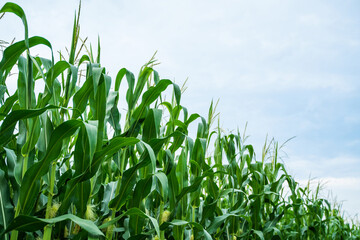 Obraz premium Tall green corn plants growing under blue sky in summer agricultural field