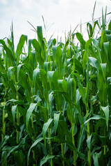 Tall green corn stalks growing under cloudy sky in summer agricultural landscape