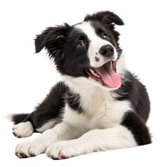 Fototapeta premium A happy black and white Border Collie lies with its tongue out and ears perked, looking alert and friendly