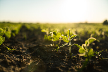Small seedling illuminated by sunlight growing in agricultural field, close-up nature view