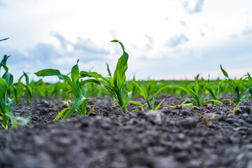 Corn seedlings growing in fertile soil after rain in agricultural field