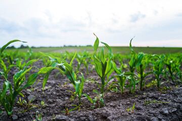 Close-up of young corn plants growing on farmland under cloudy sky