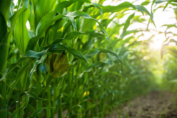 Close-up of green corn leaves with sunlight shining through in agricultural field