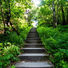Stone stairway ascending through lush green forest to sunlit sky background