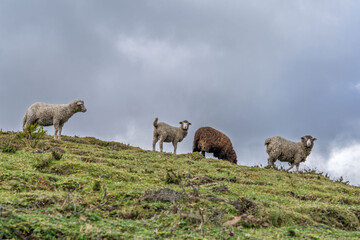 Flock of sheep gathered and walking in a green valley. Gray and cloudy sky of highlands.