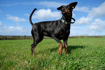 Doberman dog exercising in a field 