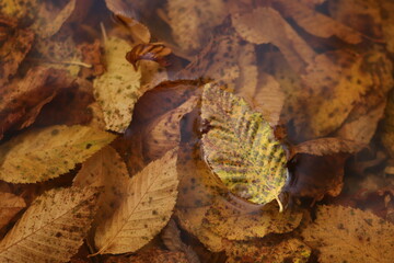 foglie nell'acqua in autunno