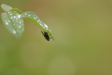 una mosca sotto una foglia durante la pioggia
