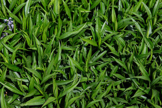 Fresh green grass and leaves captured in a close-up. The natural texture and vibrant shades of green convey a sense of growth and summer freshness