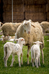 Obraz premium Oveja y corderos de Raza Manchega en Castilla La Mancha. España