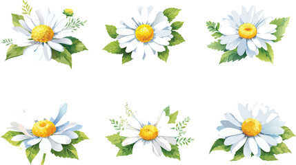 Set of Watercolor Daisy Flower Clusters Isolated on White Background