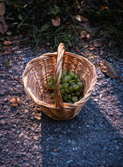 Basket with fresh plants
