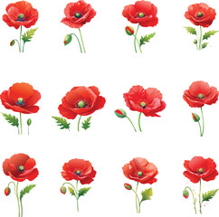 Set of Red Poppy Flowers, Buds, and Leaves. Watercolor Style Botanical Vector Collection Isolated on White