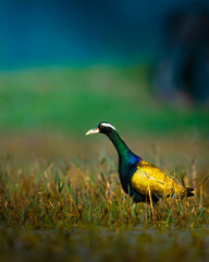 Vibrant Bronze-winged Jacana captured at Keoladeo National Park, Bharatpur, Rajasthan. The bird’s metallic plumage glows in natural light as it walks gracefully over floating vegetation