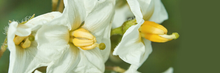Close-up of delicate white potato flowers with yellow stamens in blooming garden.