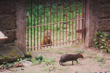 mama and baby agouti scavenging for food in a backyard