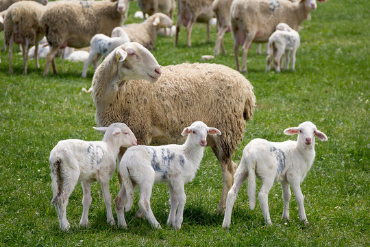 Oveja y corderos de Raza Manchega en Castilla La Mancha. Espa&ntilde;a