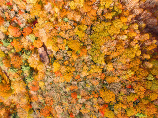 Colorful Top Down Aerial Drone Image of Vibrant Fall Foliage in Boone, North Carolina: Plants, Landscape, Nature