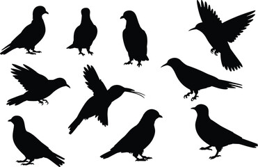 Obraz premium Bird silhouettes, flying and perched poses, black shapes, avian morphology, nature study, artistic reference, wing positions, beak shapes, wildlife art