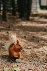 a wild squirrel gnawing on sunflower seeds
photographed in its natural habitat