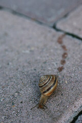 A portrait of a small snail making efforts to crawl to a new point