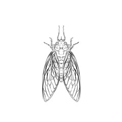 cicadas sketch on white background