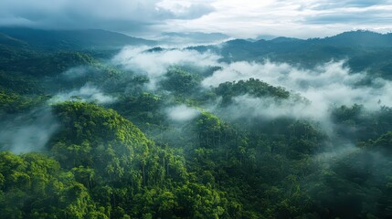 Misty rainforest landscape with lush vegetation and rolling hills in the morning