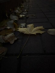 Fallen yellow leaf on a cobblestone path during autumn sunset in a quiet park