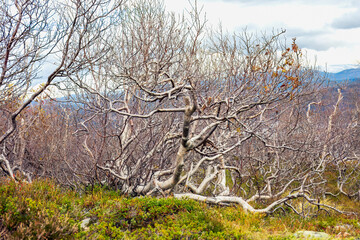 Twisted branches of autumn trees in a rugged landscape, showcasing intricate patterns and textures...