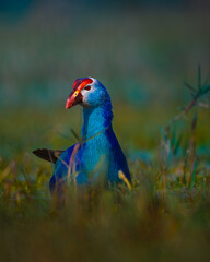 A vibrant Purple Swamphen feeding in the wetlands of Keoladeo National Park, Bharatpur. Its striking blue plumage and red facial shield stand out beautifully against the soft, blurred background.