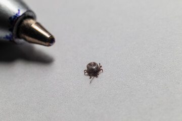 A tiny tick is shown next to the tip of a ballpoint pen, illustrating its small size on a light surface.