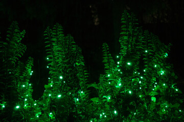 Christmas Lights at Mozirski Gaj Park, Slovenia – Winter Night Illumination © Darinko